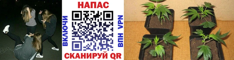 Каннабис индика  mega маркетплейс  Вятские Поляны 